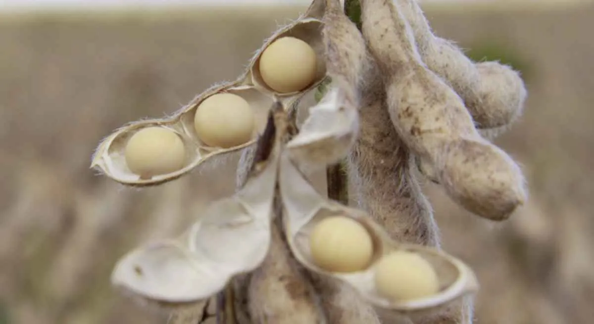 Adapar estende prazo de semeadura da soja para sementes no PR