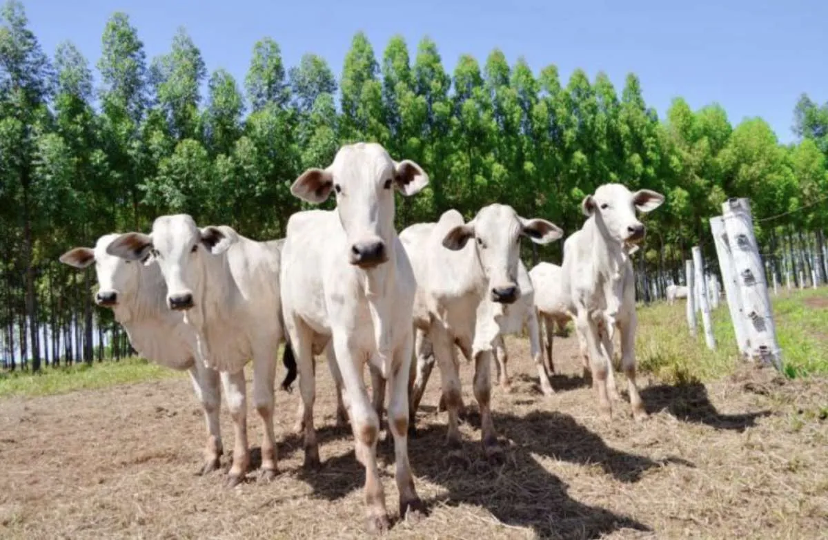 Como decisões do produtor afetam o preço da arroba do boi?