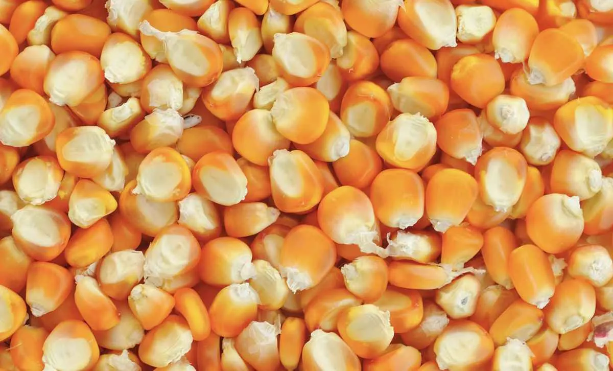 Milho reage em Chicago com suporte da demanda externa