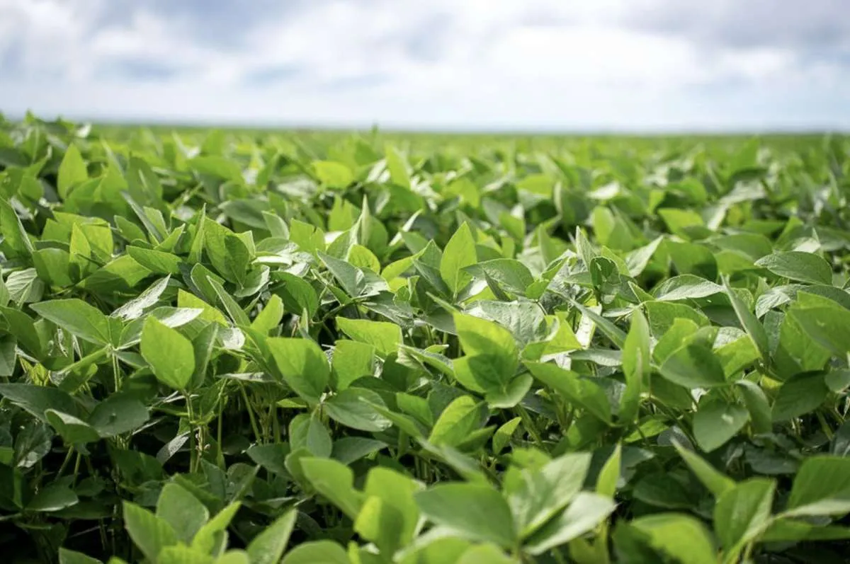 Aprosoja MT reforça importância da prorrogação do ICMS sobre fertilizantes