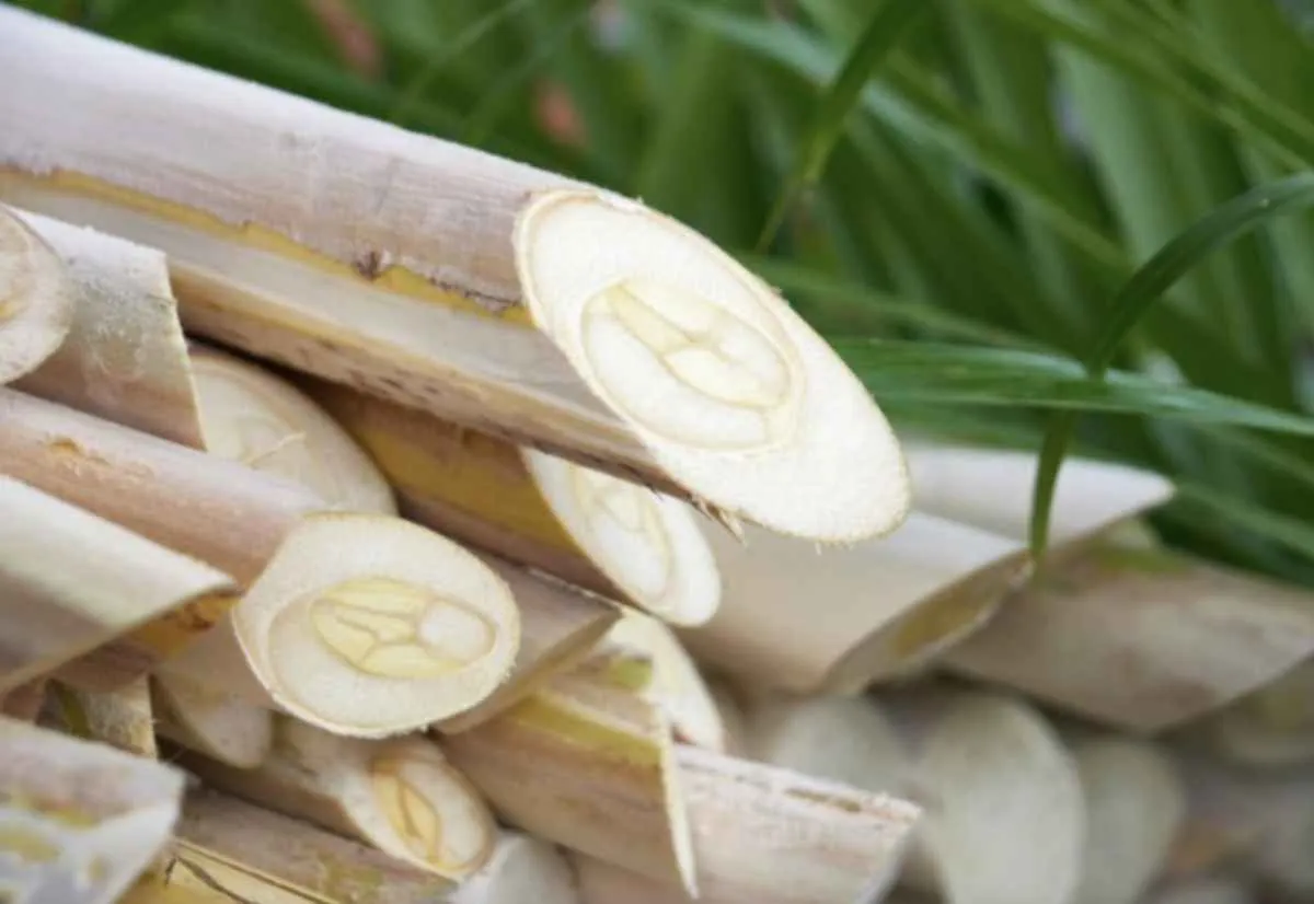 Palmito pupunha leva São Paulo a nove IGs do agro e soma 12 no estado