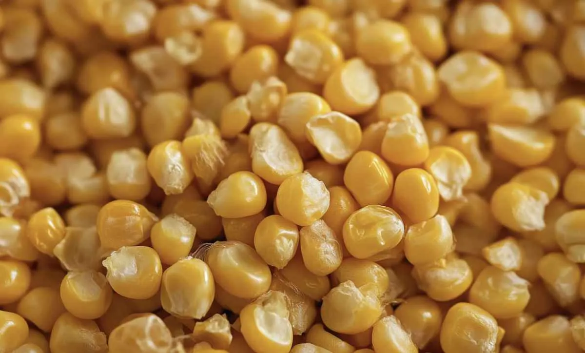 Oferta elevada mantém milho em queda no mercado
