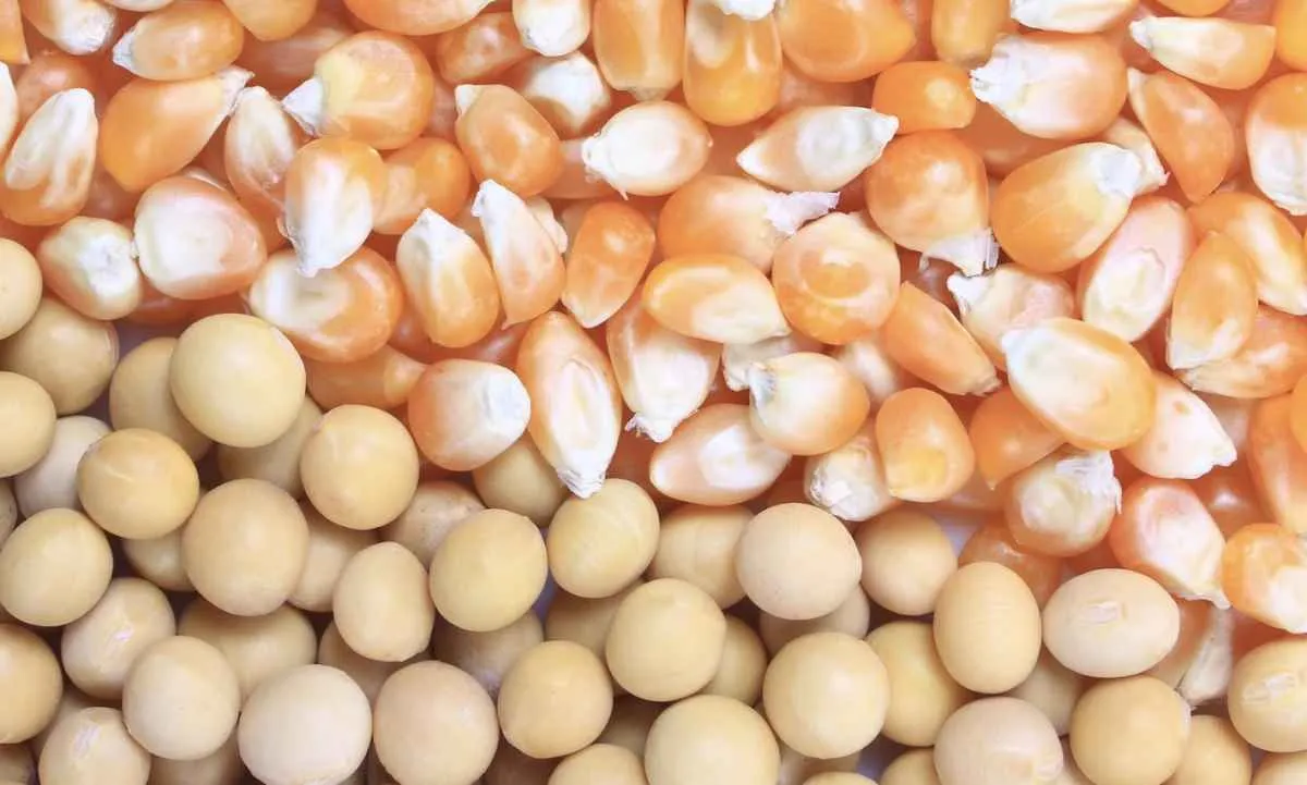 USDA revisa números e reforça oferta global de grãos em 2025/26