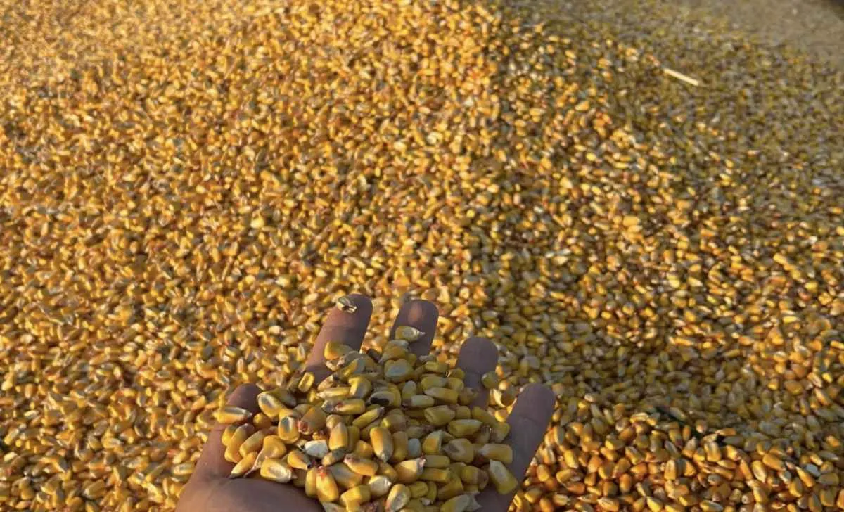 Com maior oferta e menor demanda, preços do milho seguem em queda