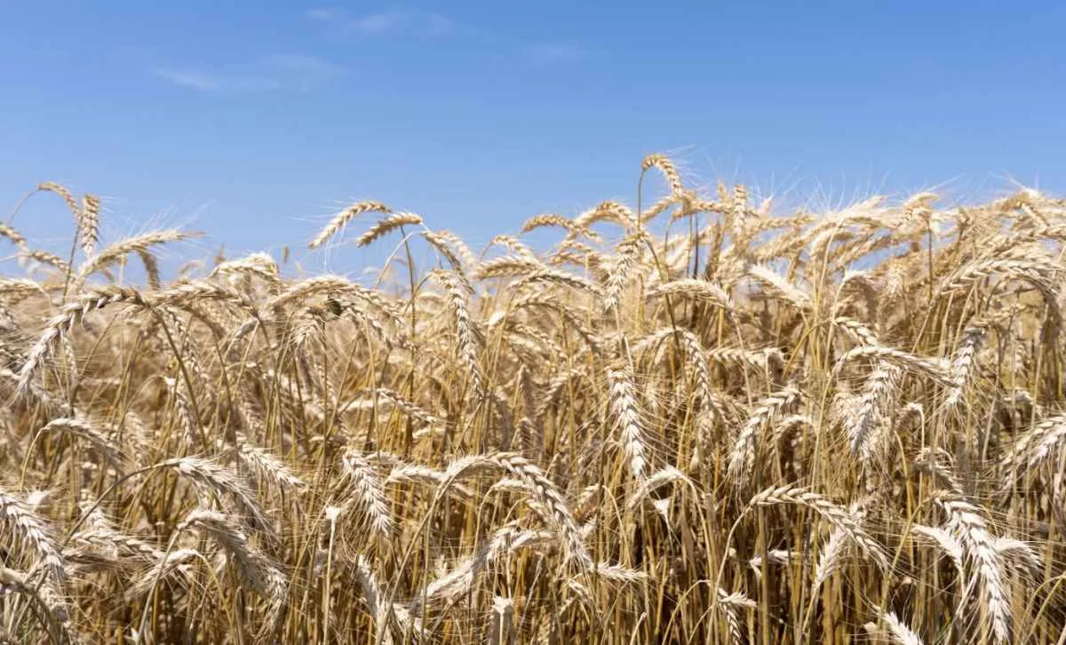 Queda nos preços do trigo reduz atratividade da cultura no Brasil em 2026