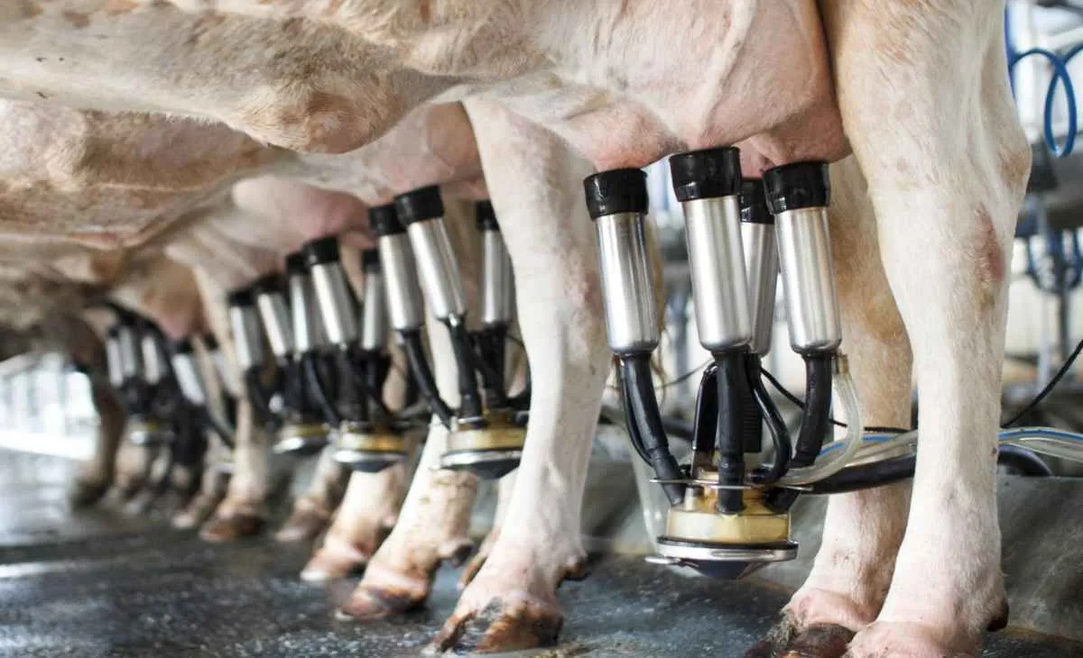 Pecuária leiteira em 2026 exige cautela do produtor