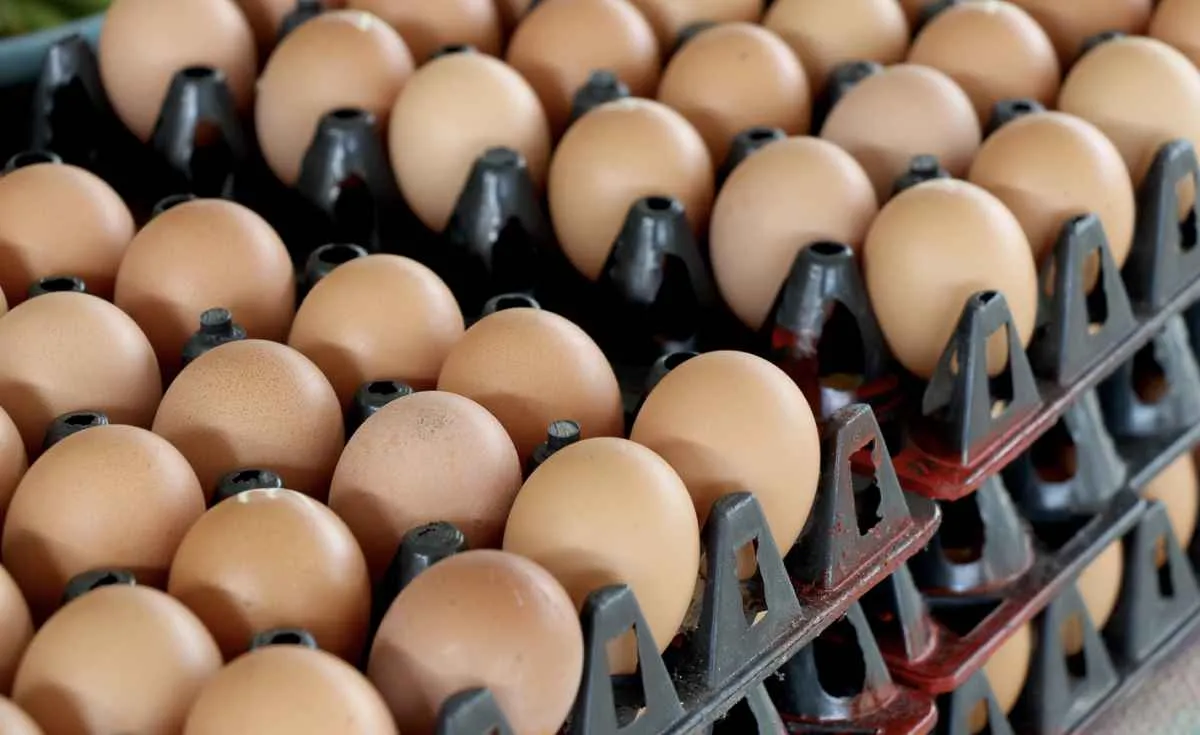 Alta no preço dos ovos chega a 60% em uma semana