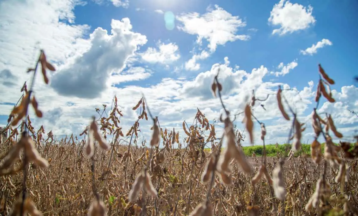 Menor oferta global deve ampliar protagonismo do Brasil na soja em 2026
