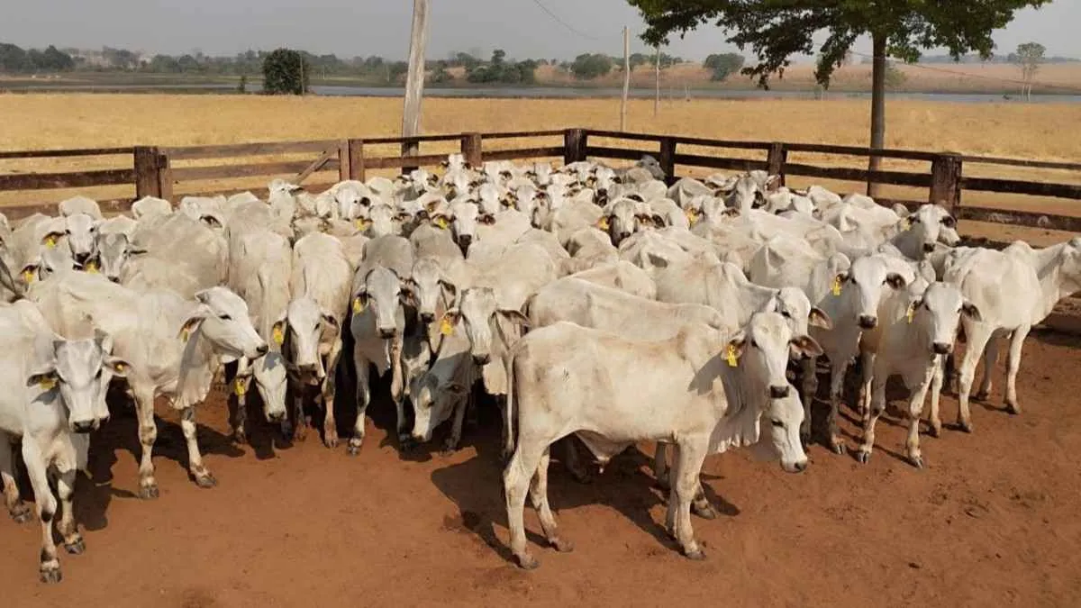 Agrodefesa prorroga prazo da Declaração de Rebanho em Goiás até 15 de janeiro