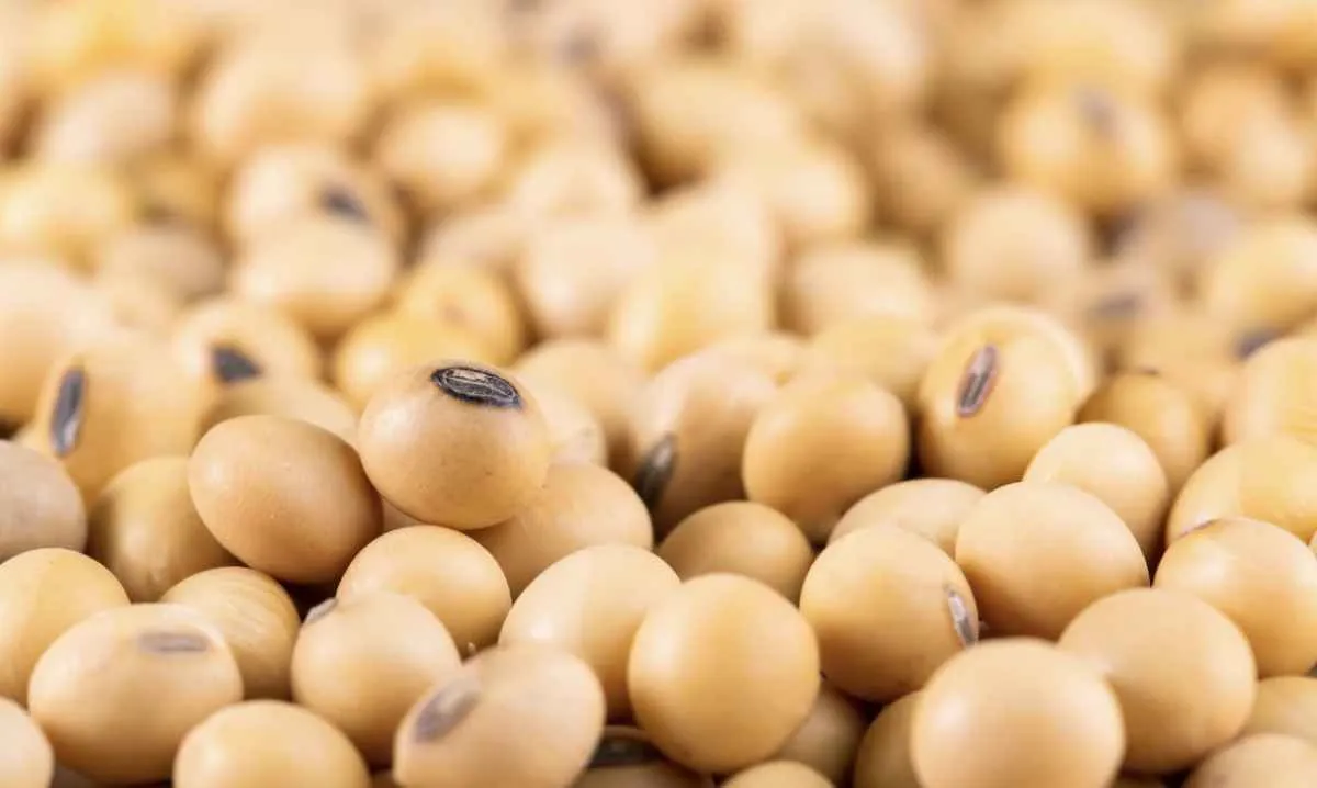 Soja inicia a semana em alta na Bolsa de Chicago