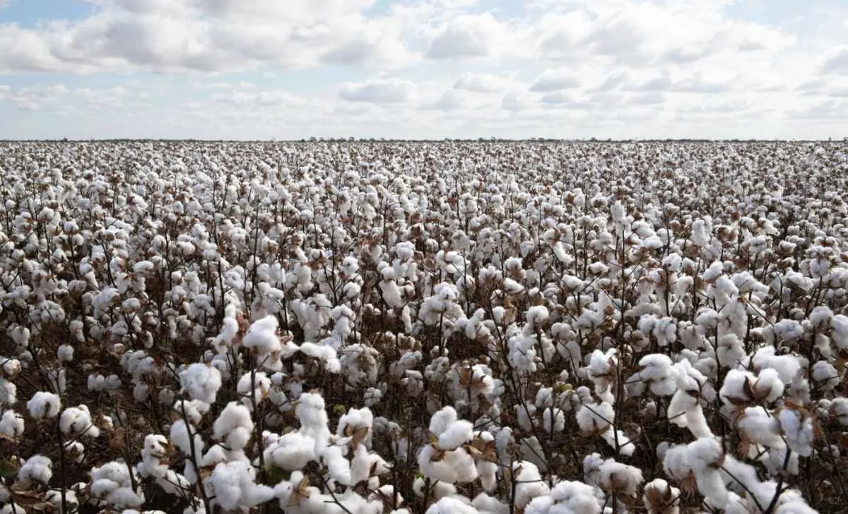 Brasil deve seguir como líder global do algodão em 2026