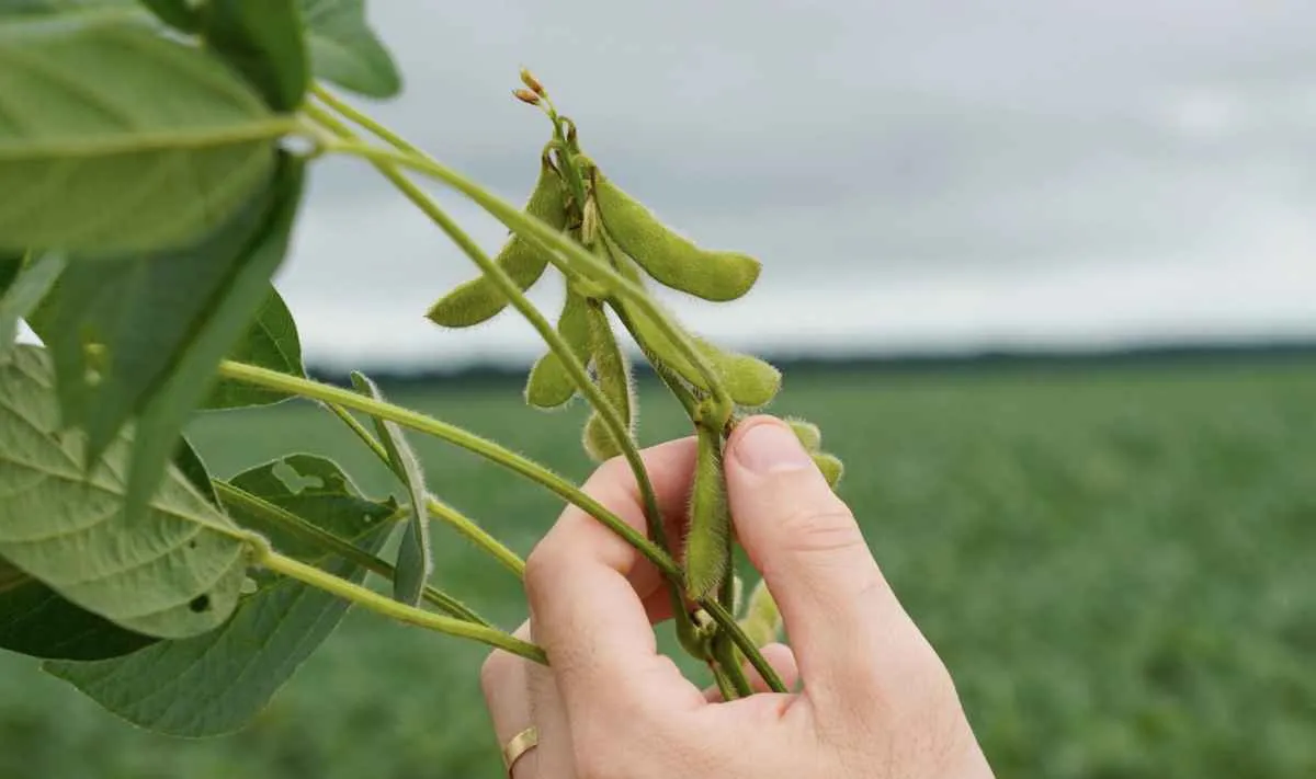 Reforma tributária já exige mudanças do produtor rural