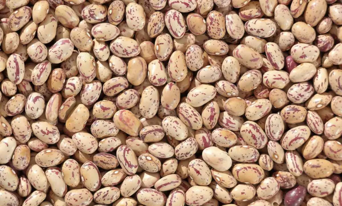 2026 marca consolidação e ampliação do projeto feijão