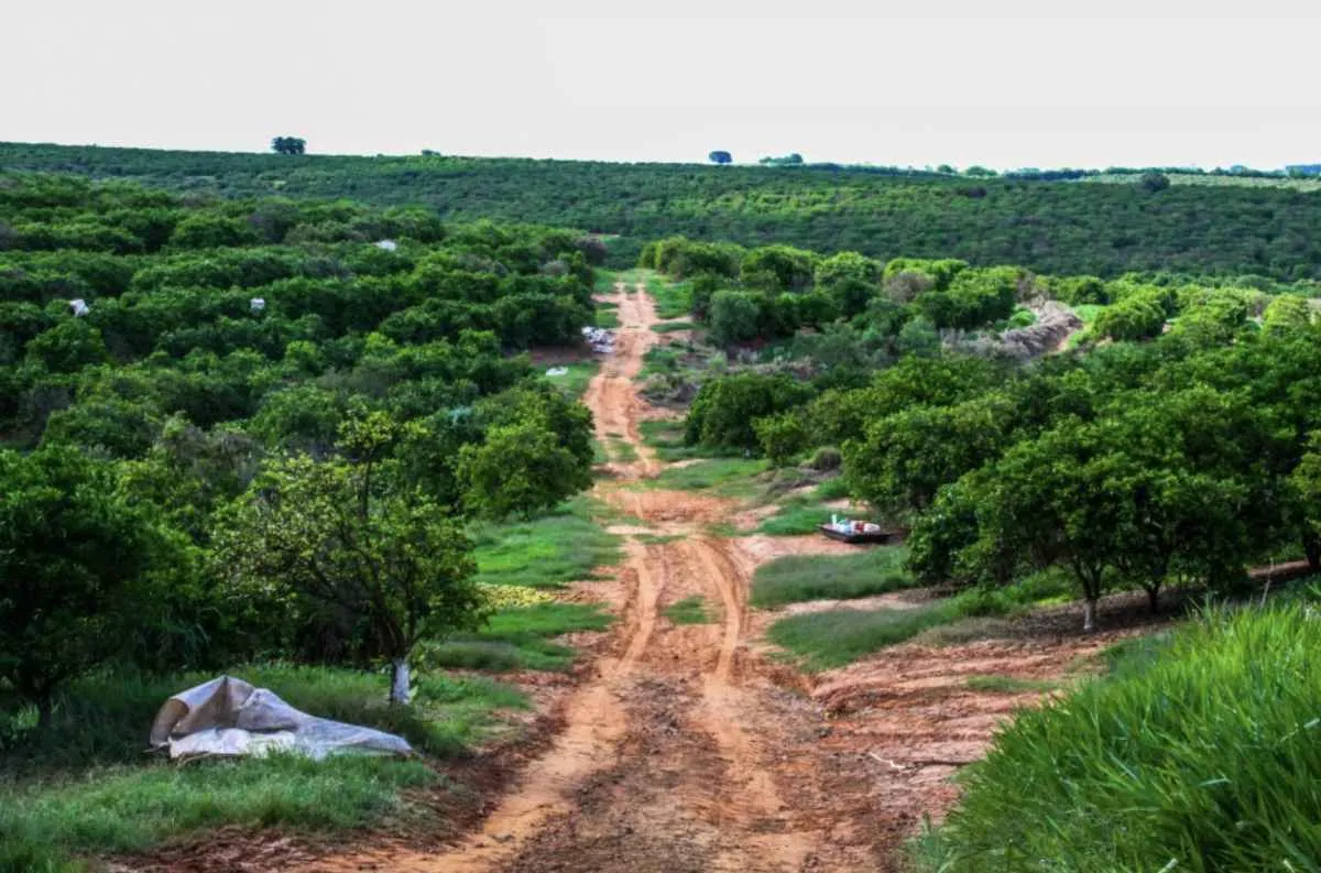 Citricultores de SP têm até 15 de janeiro para enviar relatório sanitário