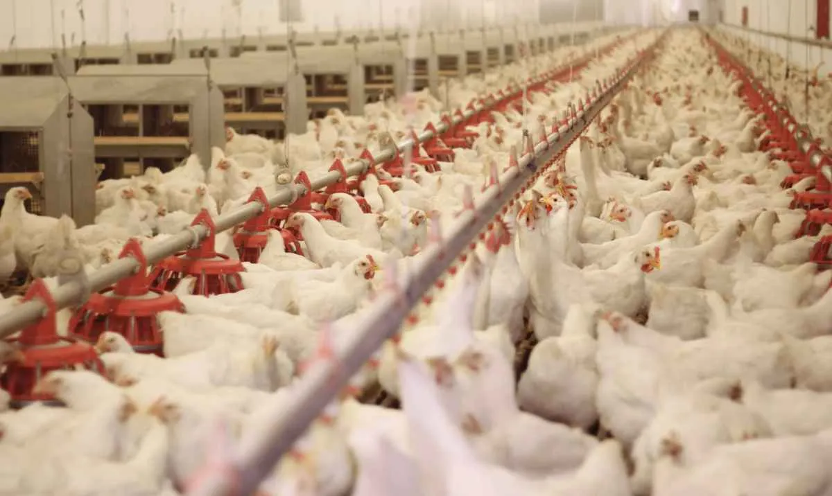 Poder de compra do avicultor recua pelo 3º mês seguido