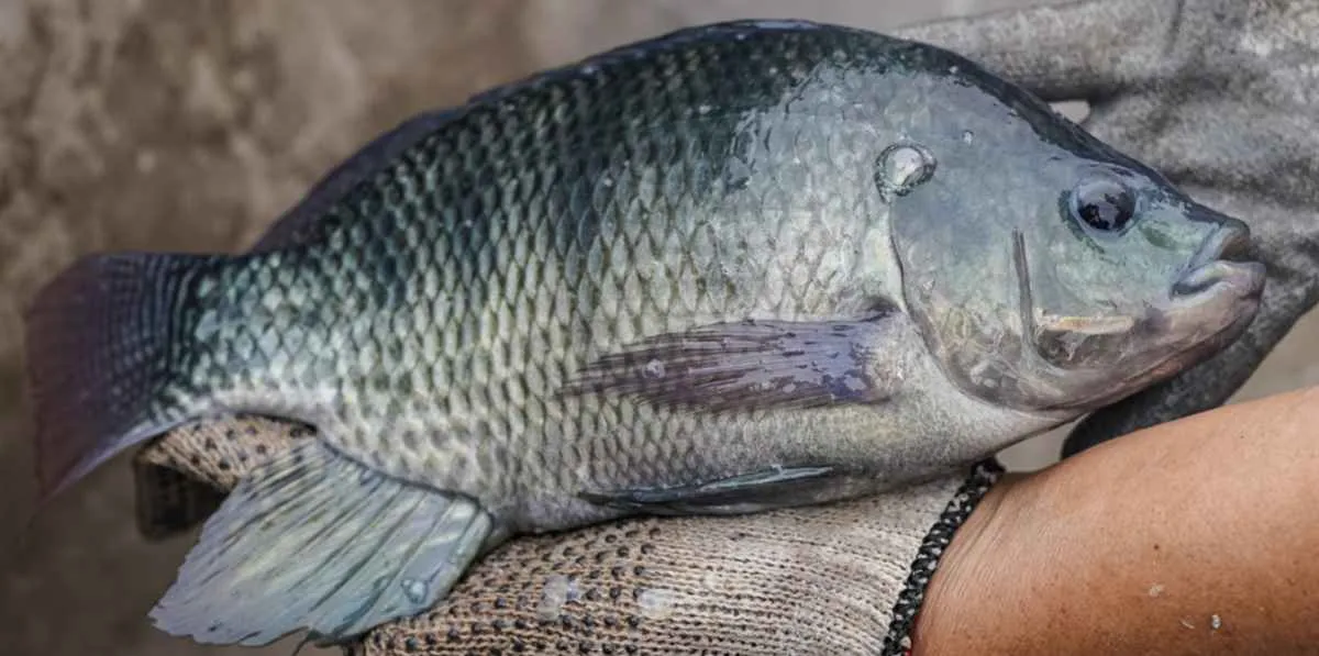 Importação de tilápia passa a ter taxa de 22% no Paraná