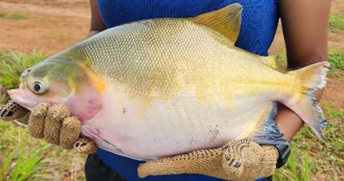 Integração de peixes aumenta produtividade na Amazônia