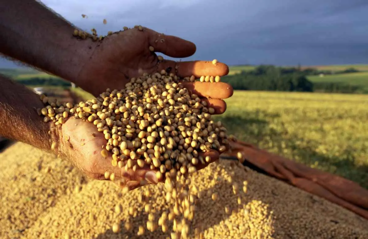 Safra de soja do Paraná se aproxima do recorde e reforça otimismo no campo
