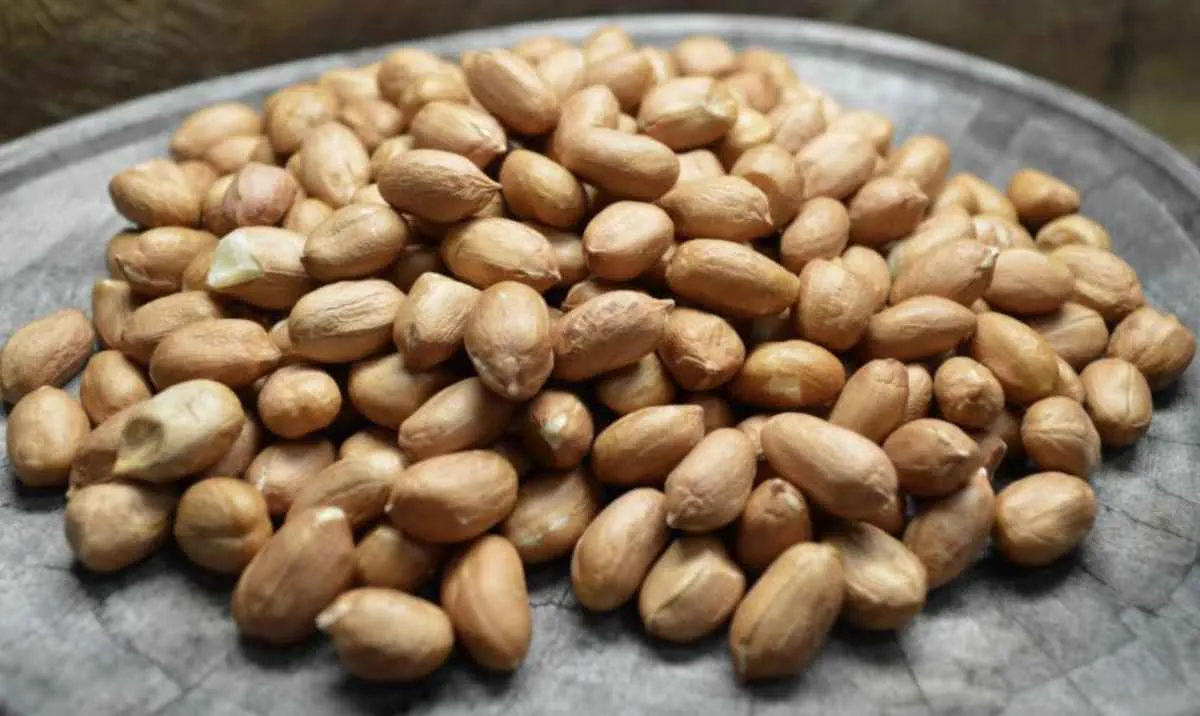 Novo sistema de produção do amendoim está disponível aos produtores