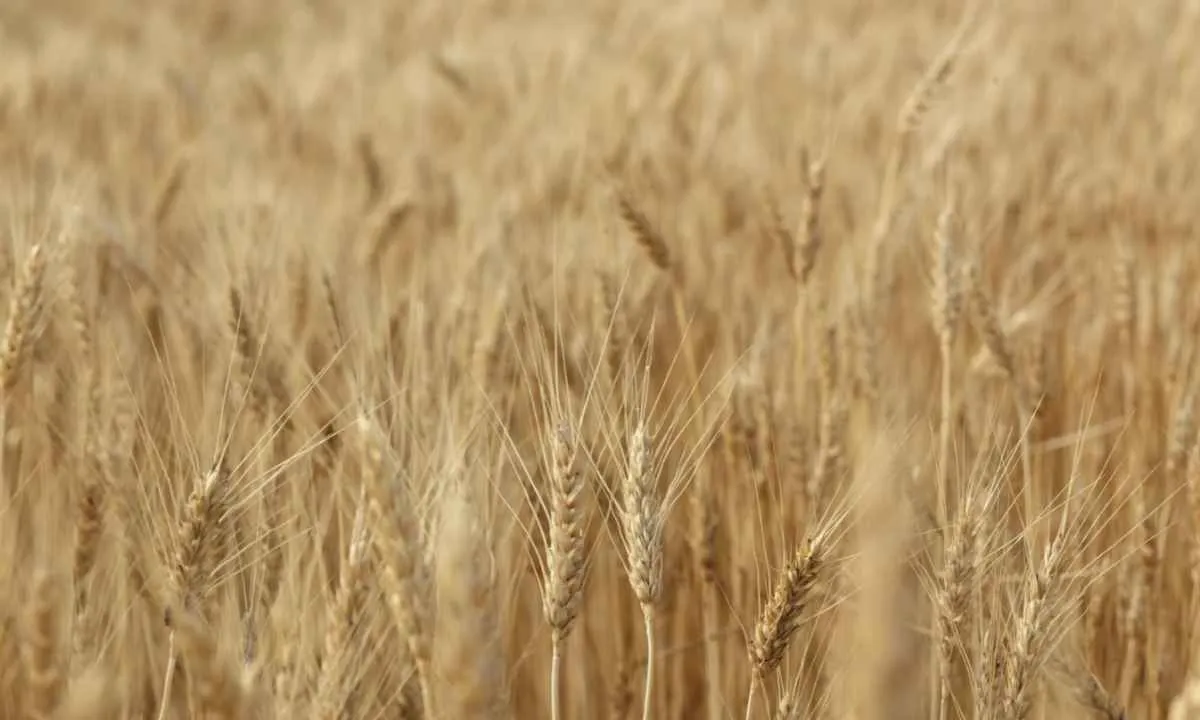 Mercado de trigo mantém ritmo lento no início de 2026