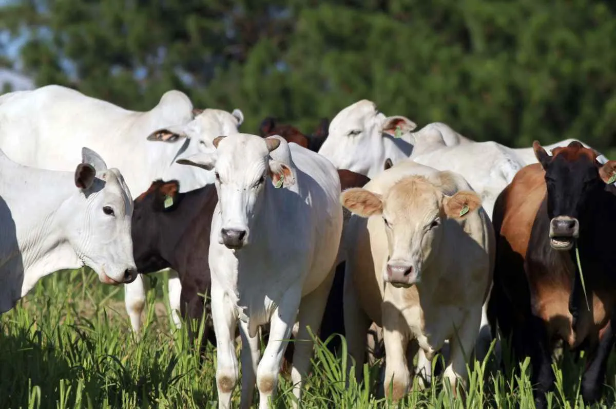 Nova portaria da Adapar facilita emissão de certidão rural