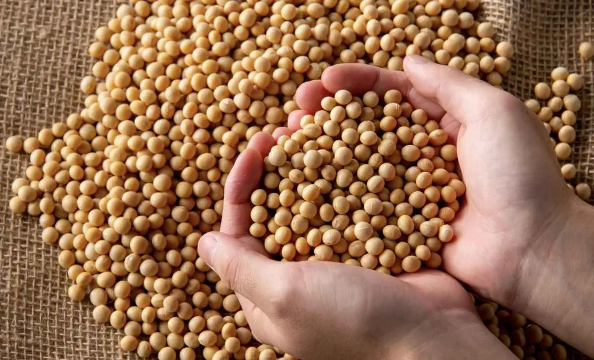 Soja segue pressionada com avanço da safra brasileira