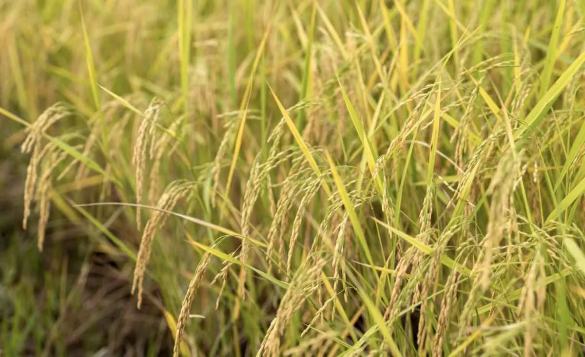 Demanda interna e oferta ajustada sustentam cotações do arroz