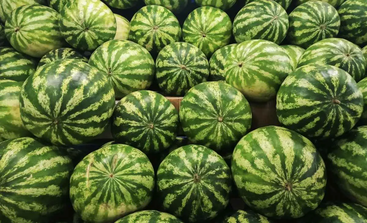 Produção de melancia avança no RS, mas mercado gera apreensão