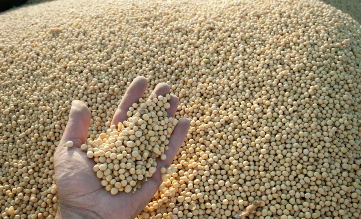 Clima impulsiona soja no Paraguai e produção pode superar 11 mi de ton em 2026