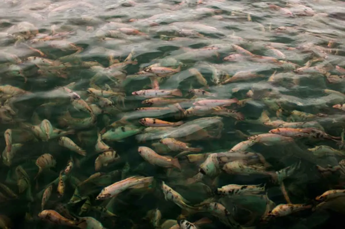 Piscicultura inicia 2026 sob pressão tarifária e regulatória