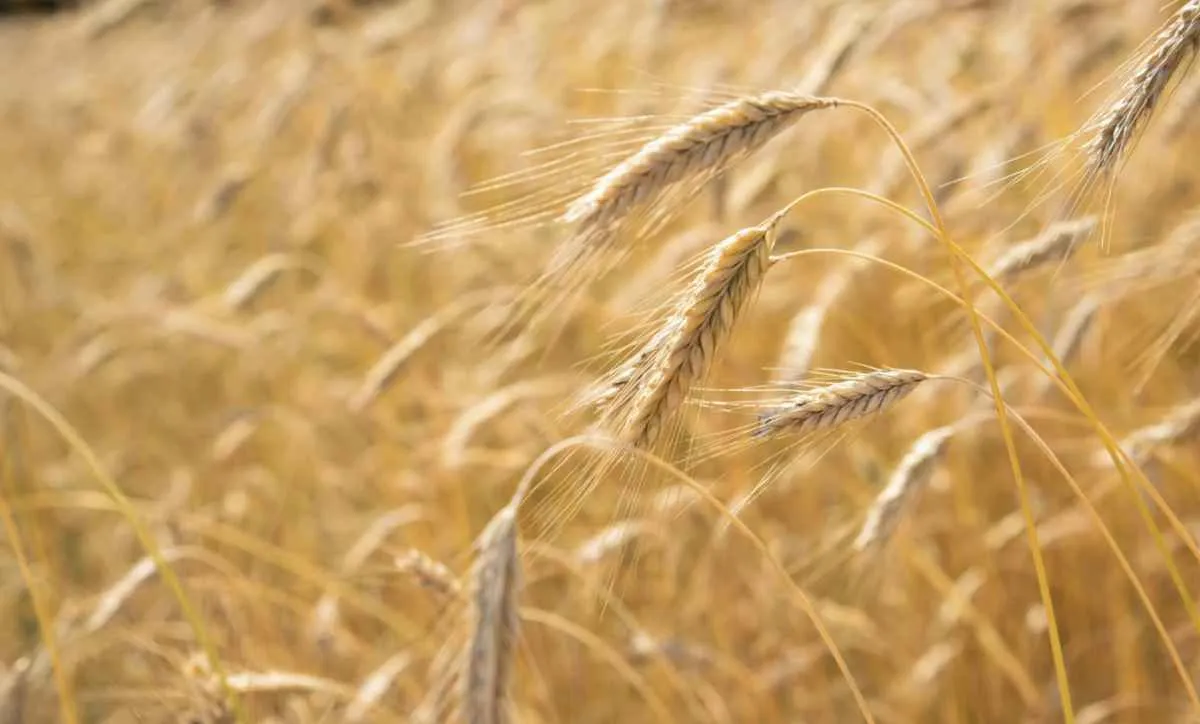 Importações de trigo sobem e atingem maior volume desde 2013