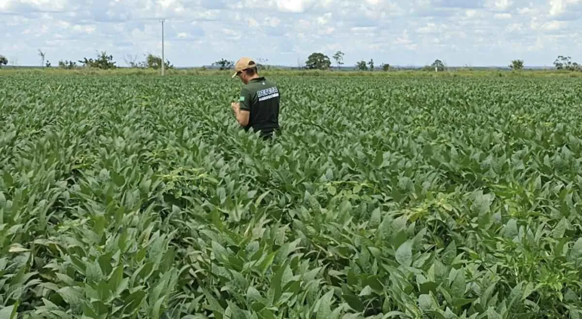 Produtores de soja em Goiás devem cadastrar lavouras até 17 de janeiro