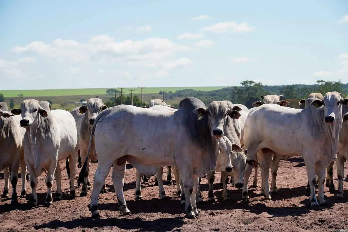 Exportações de carne bovina de MT crescem quase 30% em 2025