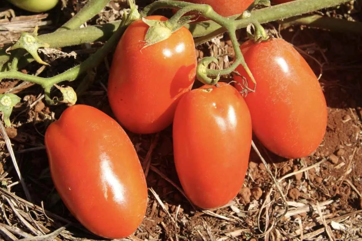 Transplantio do tomate é autorizado em Goiás a partir de domingo (1º/2)