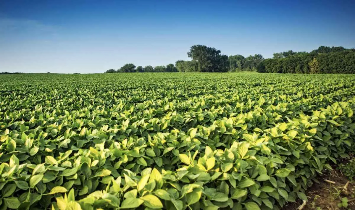 Produção de grãos avança e safra 2025/26 projeta novos recordes