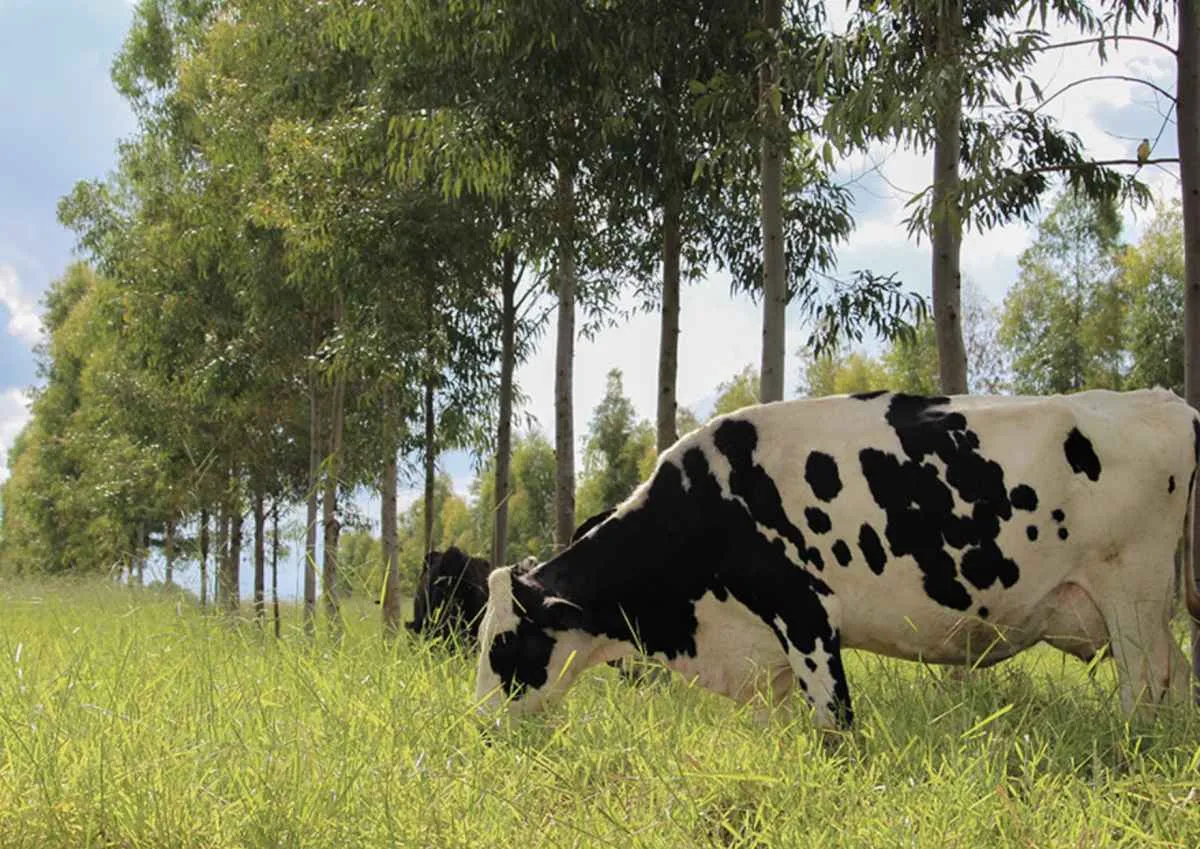 Novos protocolos orientam produção de leite com menor emissão de carbono