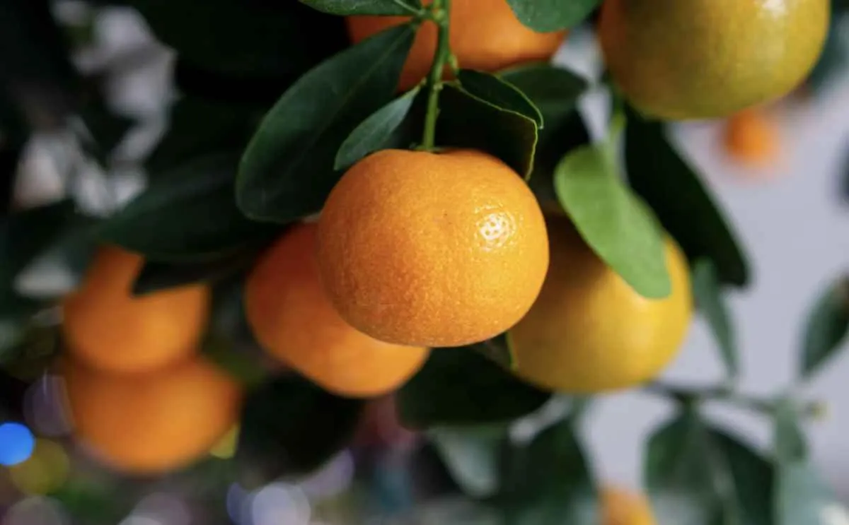 Clima instável ainda ameaça safra de laranja 26/27