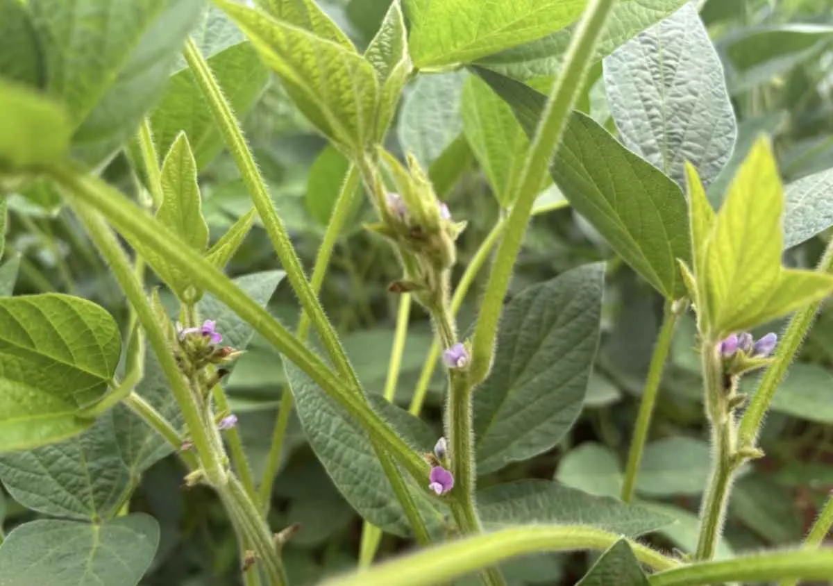Florescimento da soja é etapa decisiva para uma boa colheita