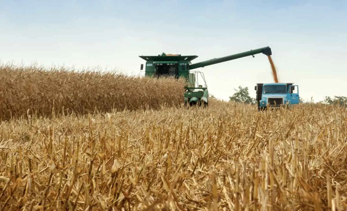 Colheita de milho começa no RS e preços seguem pressionados