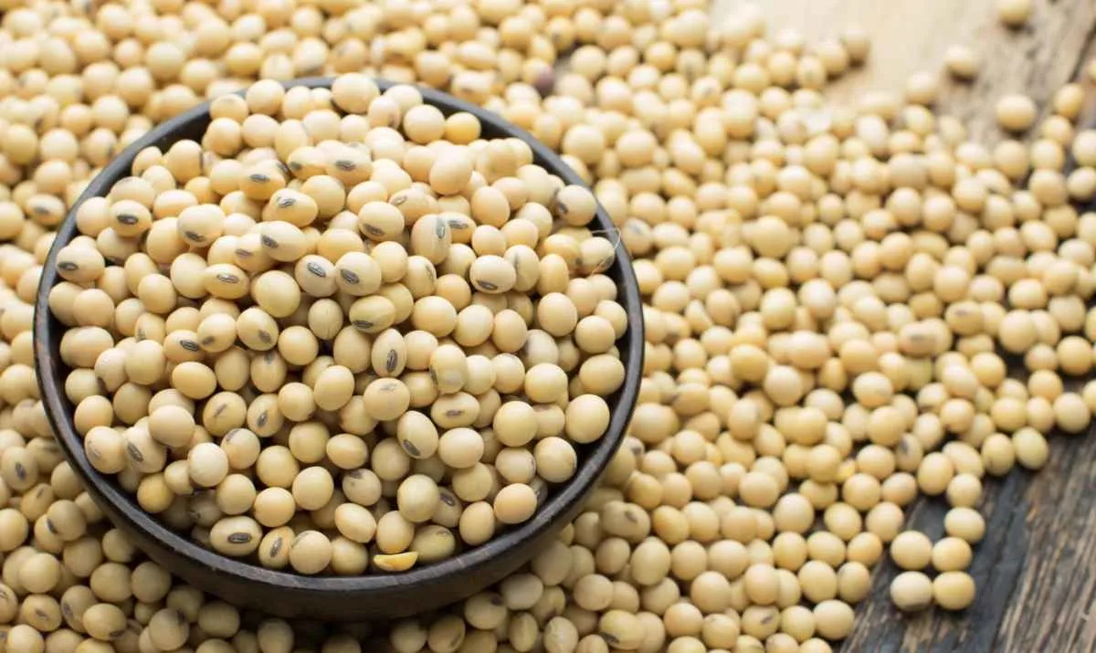 Safra recorde de soja no Brasil marca 2025 e destaca peso da China