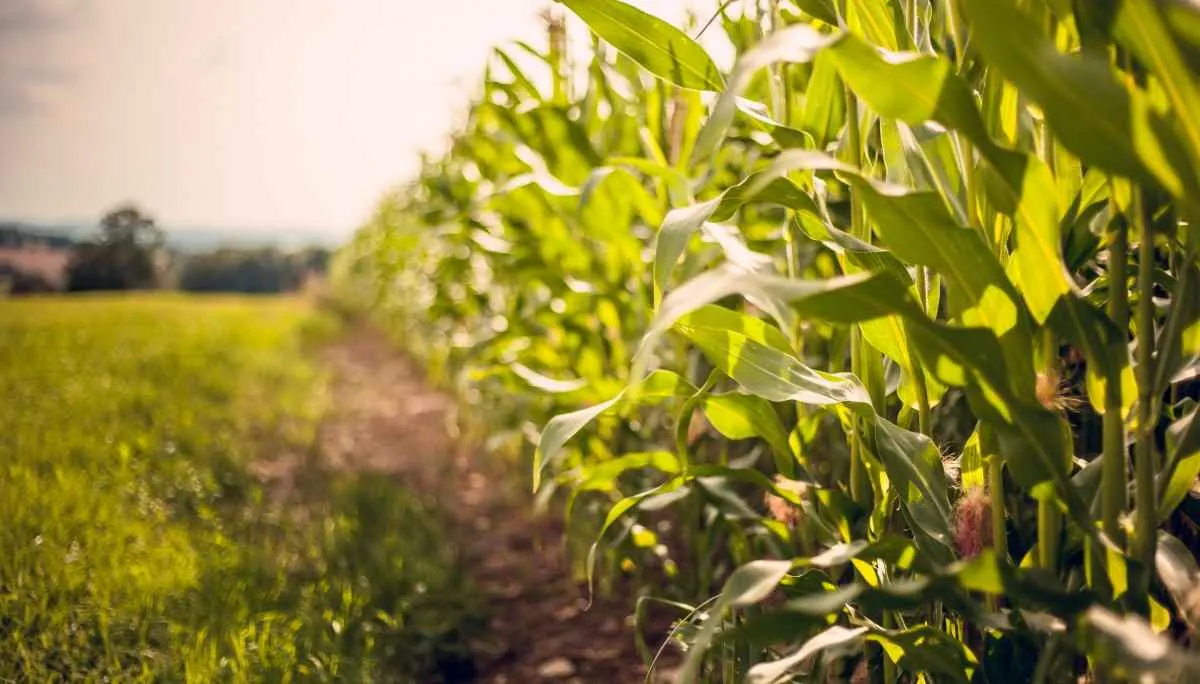 Manejo de defensivos garante produtividade do milho contra a lagarta-elasmo