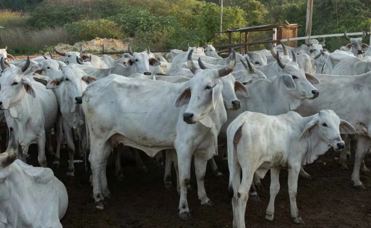 Pecuária entra em 2026 com margens mais equilibradas