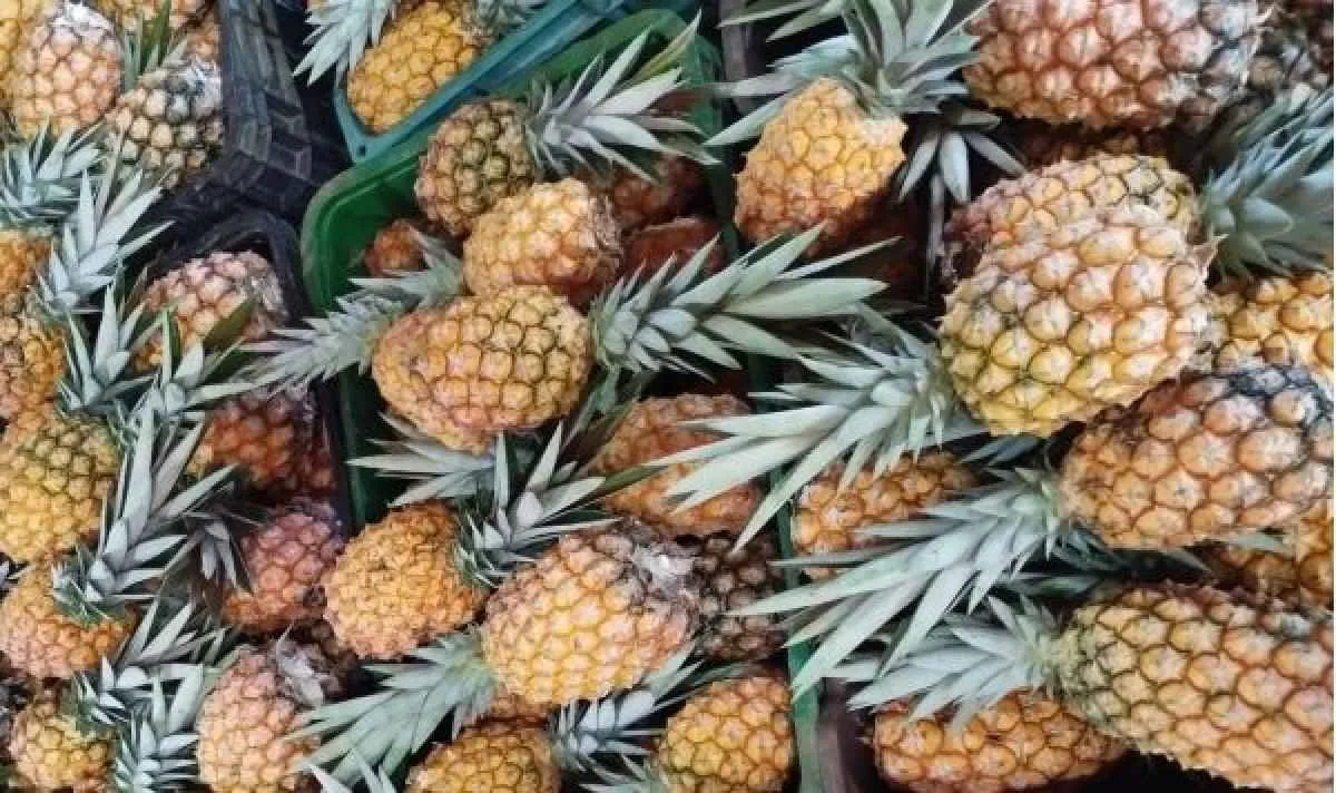 Frutas produzidas no RS registram aumento no consumo durante o verão