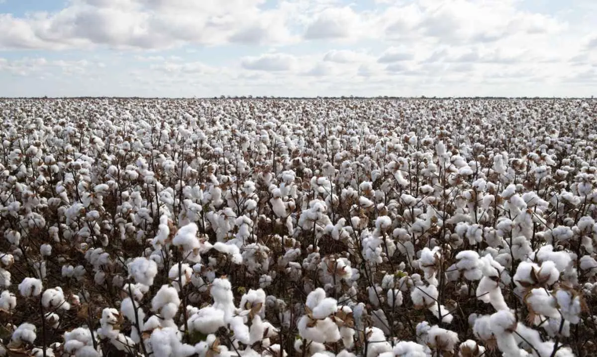 Safra de algodão 2025/2026 começa com plantio acelerado e boas perspectivas de exportação