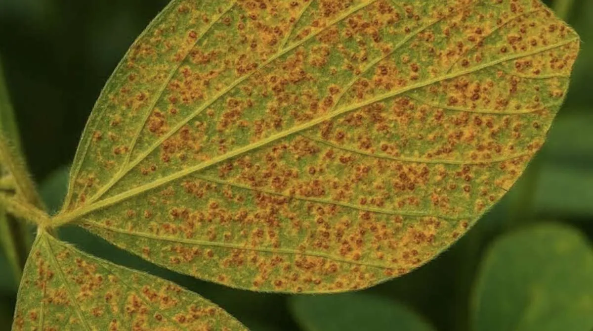 Sistema Faeg reforça alerta contra ferrugem asiática