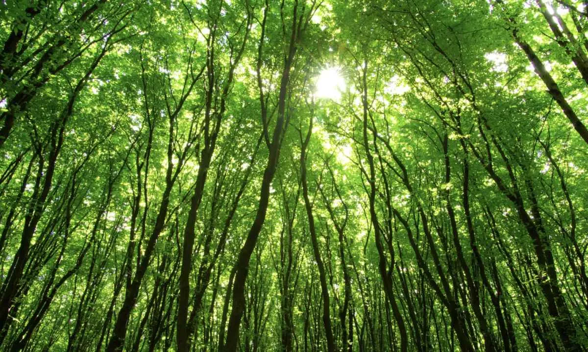 Goiás anuncia plano para ampliar setor florestal e atrair novas indústrias