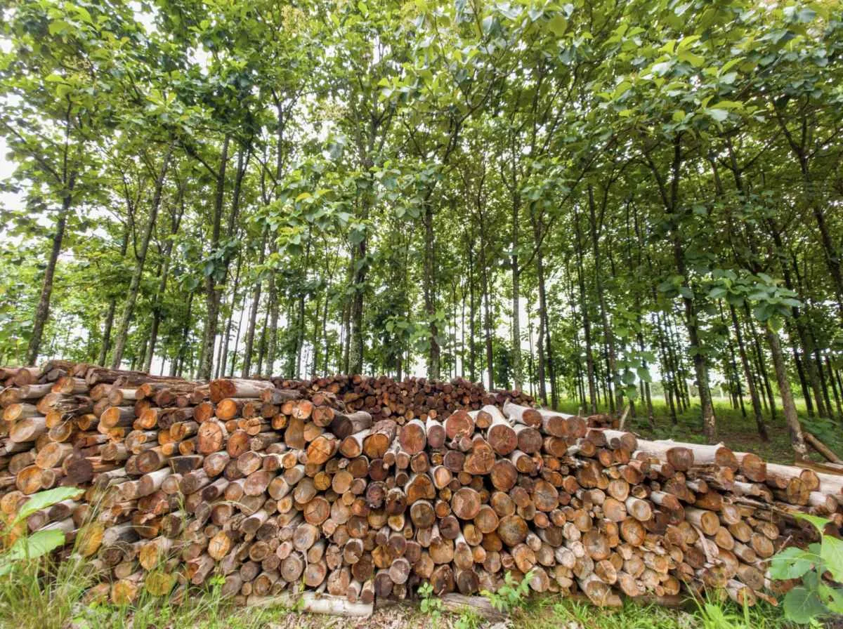 Plano impulsiona silvicultura e florestas plantadas em GO