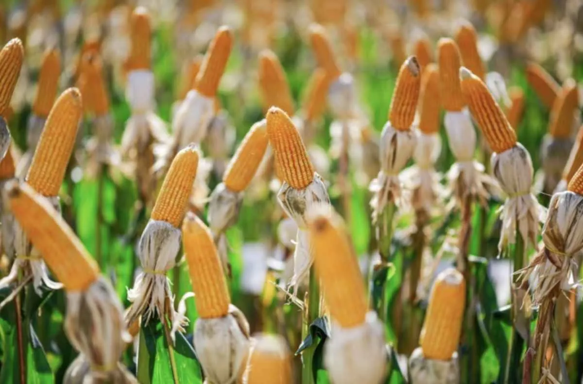 Cigarrinha do milho causa perdas de US$ 25,8 bi no país