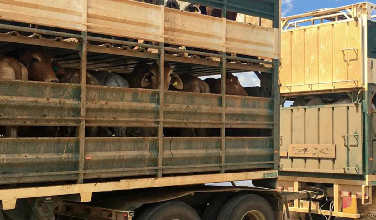 Novas regras para o trânsito de animais reforçam o combate à brucelose e à tuberculose no Paraná