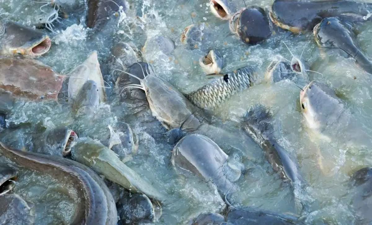 Piscicultura começa 2026 com mercado aquecido e reação nos preços